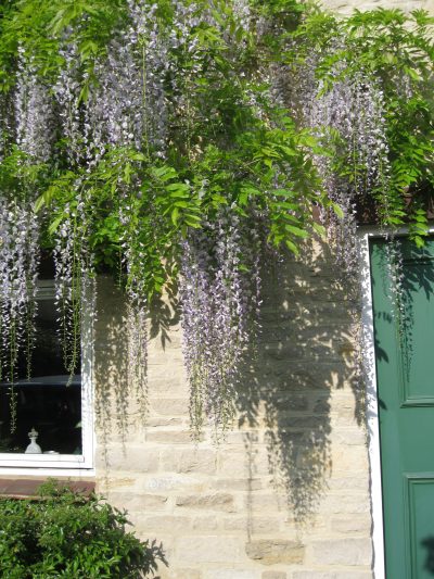 May-Wisteria