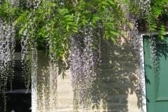 May-Wisteria